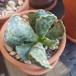 Adromischus cooperi Folha