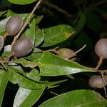 Dialium guianense Fruchs