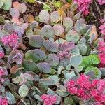 Sedum cauticola 叶