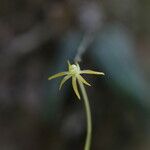 Angraecum rhynchoglossum Flor