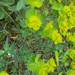 Euphorbia serrata Συνήθη χαρακτηριστικά