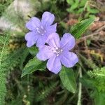 Ruellia humilis Kvet