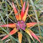 Aechmea recurvata Bloem