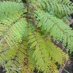 Jacaranda mimosifolia Blad