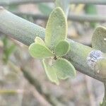 Balanites aegyptiaca Leaf