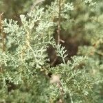 Artemisia alba Lehti