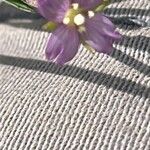 Epilobium palustre Blüte