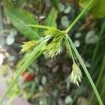 Carex bohemica Листок