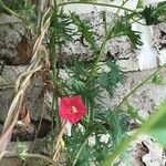 Ipomoea x multifida Flower