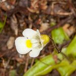 Pinguicula alpina Kwiat