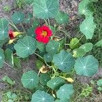 Tropaeolum minus Leaf