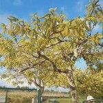 Acacia rigidula ഇല
