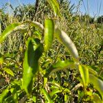 Croton dichogamus Leaf