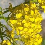 Sisymbrium austriacum Flower