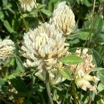 Trifolium ochroleucon Lorea