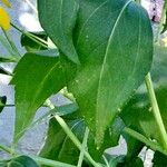 Rudbeckia laciniata Blad