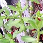 Pereskiopsis diguetii Hoja