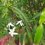 Kopsia singapurensis Flor