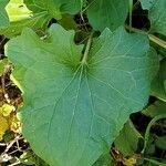 Arnoglossum atriplicifolium Leaf