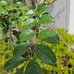 Fraxinus griffithii Leaf