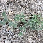 Matelea biflora Hábito