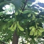 Acer heldreichii Fruit