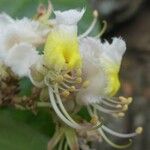 Hiptage benghalensis 花