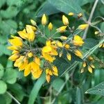 Lysimachia vulgaris花