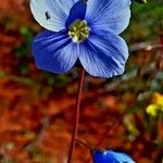 Linum lewisii 花