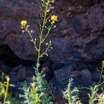 Descurainia bourgaeana Flor