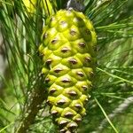 Pinus halepensis Fruto