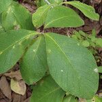 Strophanthus eminii Blatt
