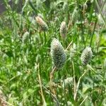 Phalaris canariensis Hábito