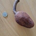 Swietenia mahagoni Плод