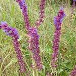 Salvia nemorosaFlower