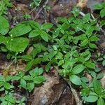 Galium circaezans موطن