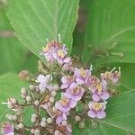 Callicarpa japonica Žiedas