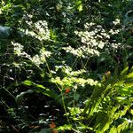 Thalictrum rhynchocarpum Habitat