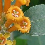 Cestrum aurantiacum Flower