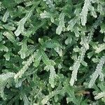 Selaginella galeottii Hoja