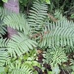 Osmundastrum cinnamomeum Leaf