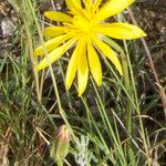 Scorzonera hispanica Flower
