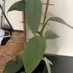Philodendron hastatum Hoja