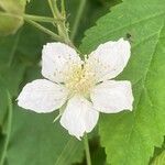 Rubus caesius Blomst