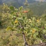 Commiphora africana Folha