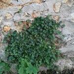 Cymbalaria muralis Агульны выгляд