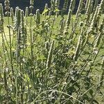 Agastache rugosa Libunga
