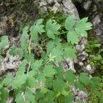 Thalictrum macrocarpum Levél