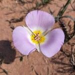 Calochortus flexuosus