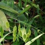 Bromus secalinus Blatt